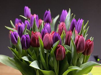 Close-up of pink tulips