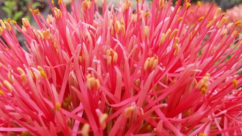 Close-up of flowers blooming outdoors