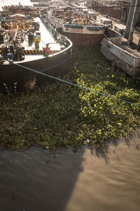 High angle view of plants