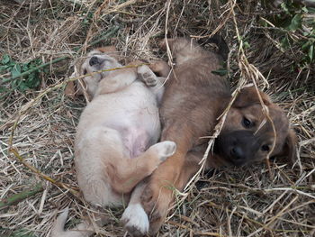 Dog lying on grassy field