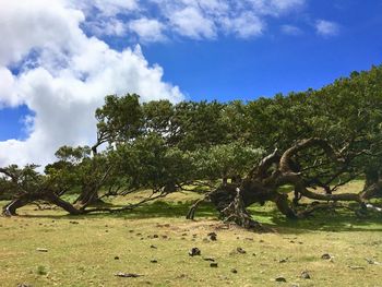 Trees on field against sky