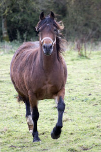 Portrait of horse standing on field