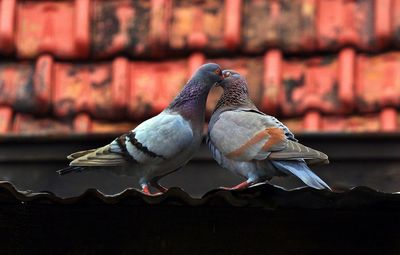 Low angle view of pigeons kissing on roof