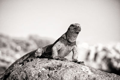 Close-up of lizard on rock against sky