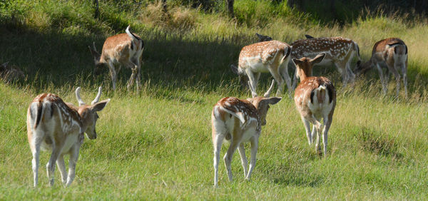 Fallow deers on the meadow of a farm.