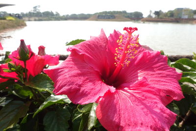 Close-up of red flowers blooming outdoors