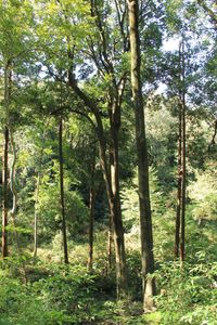 Trees in forest