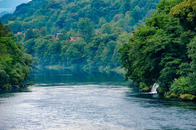 Scenic view of river amidst trees in forest