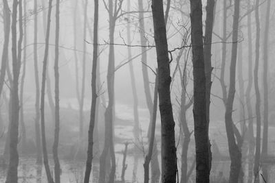 Trees in forest