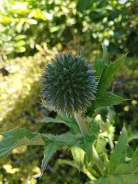 Close-up of thistle blooming outdoors