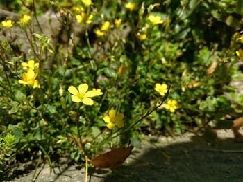 Close-up of yellow flowers