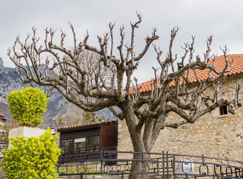 Low angle view of tree and house against sky