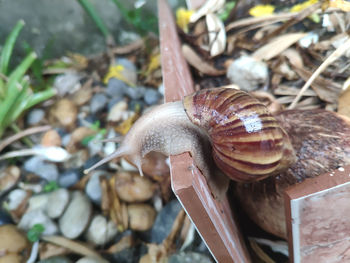 Close-up of snail