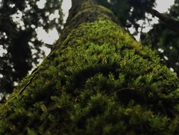 Low angle view of moss on tree trunk