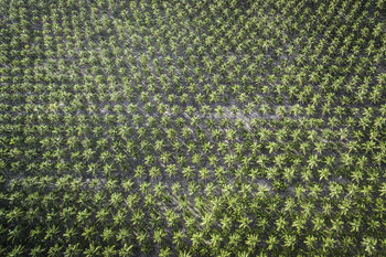 Coconut farm in brazil