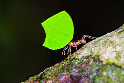 Close-up of insect on leaf