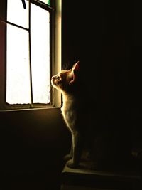 Close-up of dog sitting on window at home