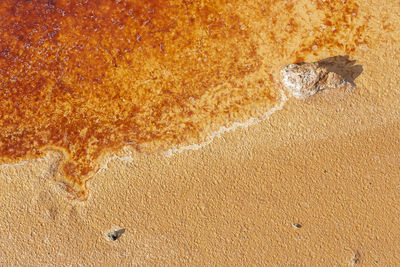 High angle view of animal on beach