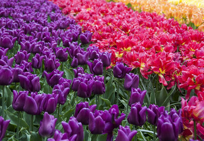 Full frame shot of tulips blooming on land