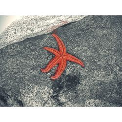 High angle view of a red rock