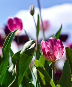 Close-up of pink tulips