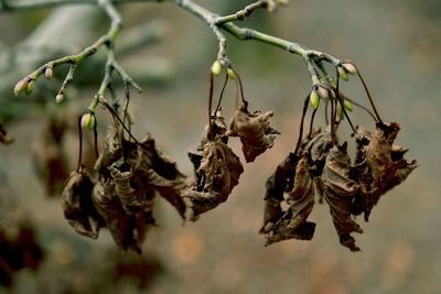 Close-up of wilted plant hanging outdoors