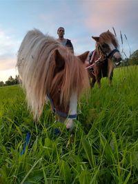 Horse cart on field against sky