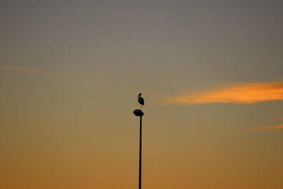 Silhouette bird perching on pole against sky during sunset