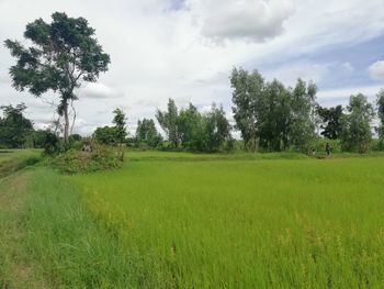 Scenic view of field against sky