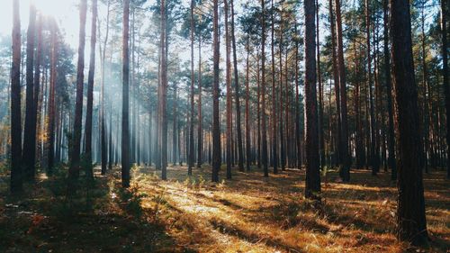 Trees growing in forest