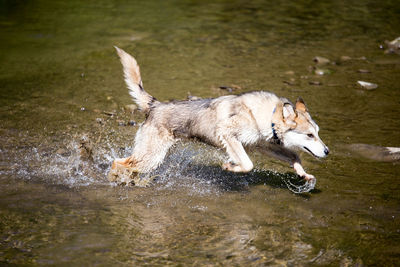 Dog running on water in lake