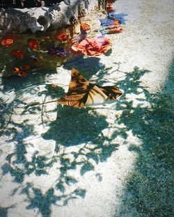 High angle view of bird on shadow