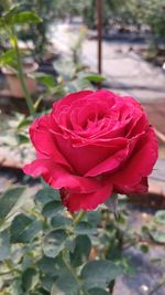 Close-up of pink rose