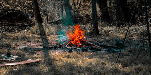 Bonfire on tree trunk in forest