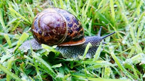 Close-up of snail on ground