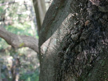 Close-up of moss on tree trunk