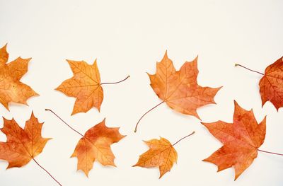 Close-up of maple leaves against white background