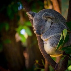 Koala resting on tree