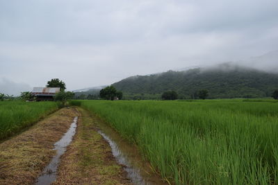 Scenic view of agricultural field against sky