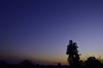 Silhouette trees against clear sky at sunset