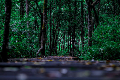 Surface level of trees in forest