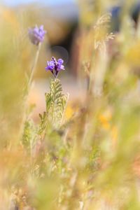 Close-up of lavender blooming on field