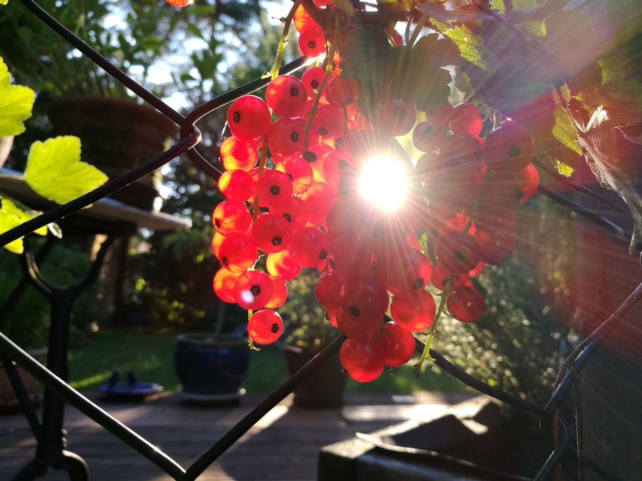 flower, tree, freshness, growth, red, sunlight, fragility, sun, sunbeam, focus on foreground, nature, lens flare, beauty in nature, close-up, blossom, day, outdoors, petal, plant, no people, pink color, blooming, in bloom, sunny, bright