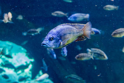 Fish swimming in sea