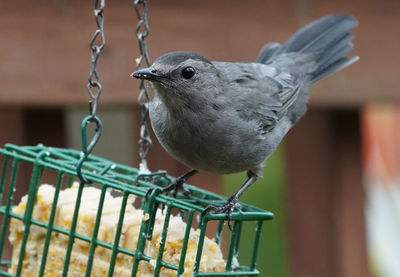Gray catbird on a suet feeder