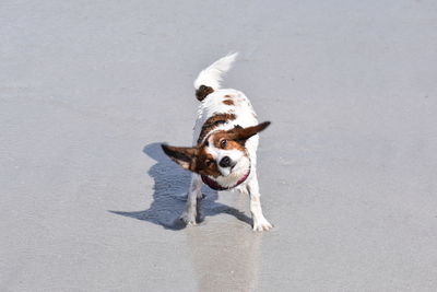 High angle view of dog running on street