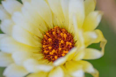Close-up of yellow flowering plant