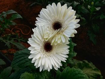 Close-up of white daisy flower