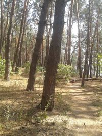 Trees growing in forest