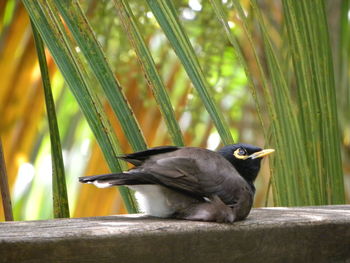 Close-up of bird perching on wood